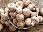 Light Brown Mushroom Agaricus bisporus for planting in urban garden