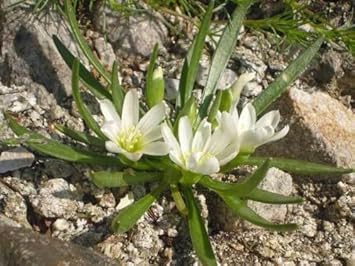 White Nevadensis Flower Seeds for Planting - 100 seeds for planting in home garden