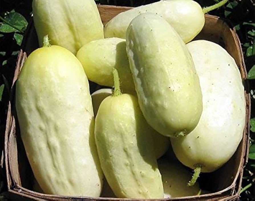 White Wonder Cucumber Seeds - Heirloom Seeds for Unique Garden Crops