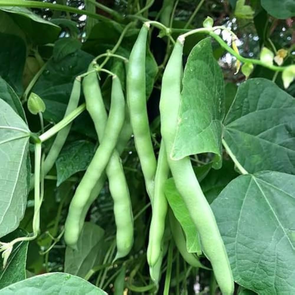 Stringless Bean Vegetable Seeds for Planting