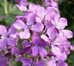 Night Scented Stock Seeds for Planting, Matthiola Variety, 100 pcs for planting in your garden.