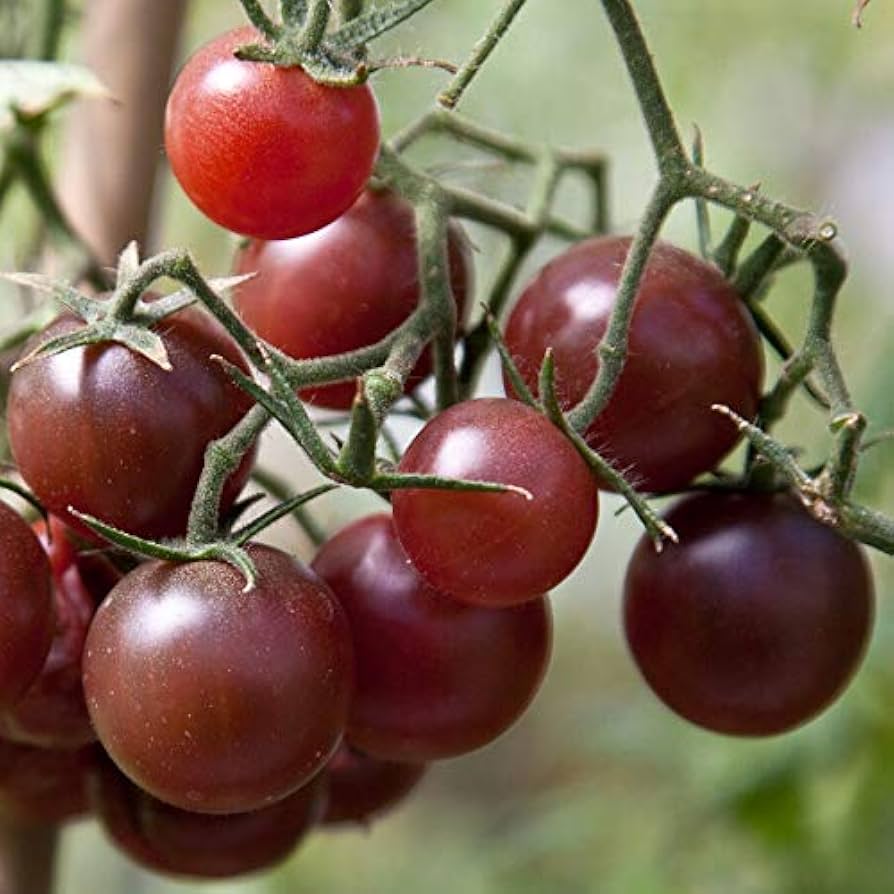 Chocolate Tomato Solanum Lycopersicum Seeds for planting in gourmet patch