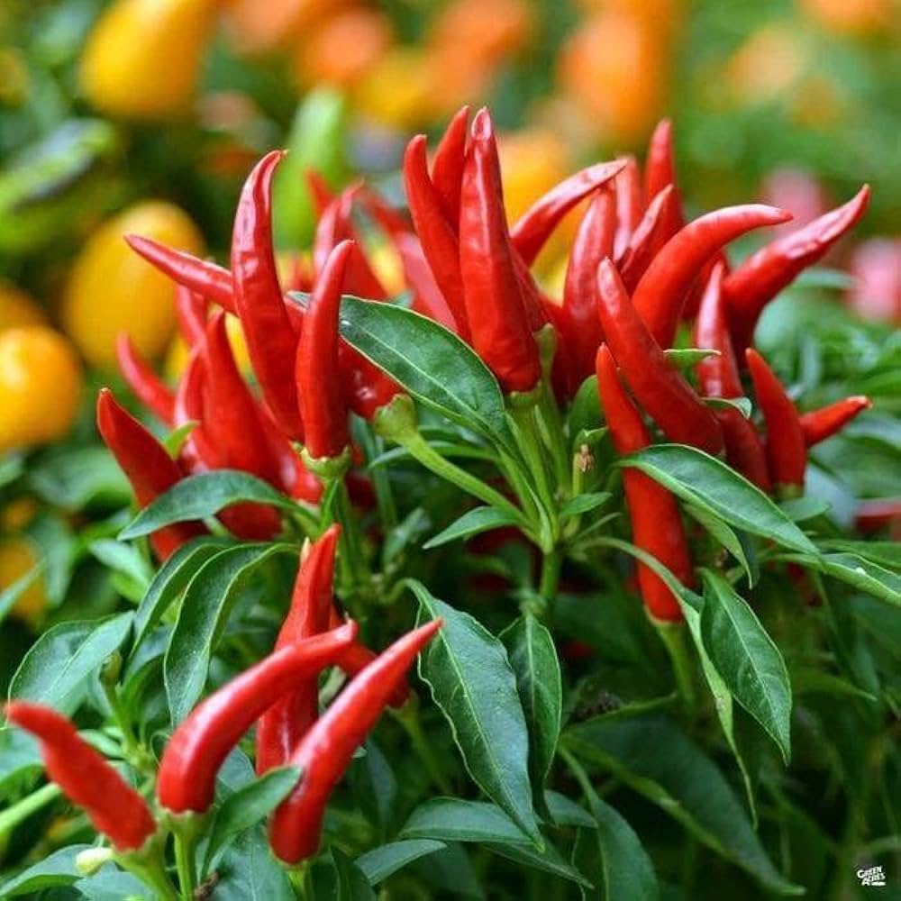 Pepper Capsicum annuum Verändertem Fisch rare vegetable seeds for planting in kitchen garden or greenhouse pots