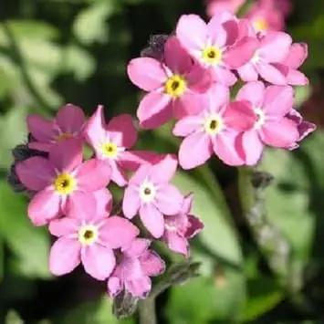 Pink Myosotis Flower Seeds for Garden - NON GMO Seeds Dhara Seeds