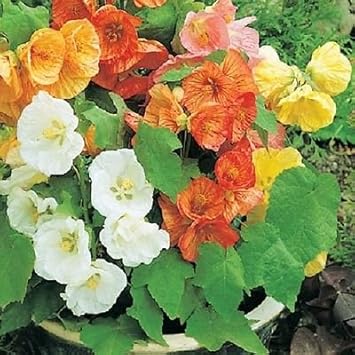 Abutilon Flower Seeds for Planting, 100 pcs
