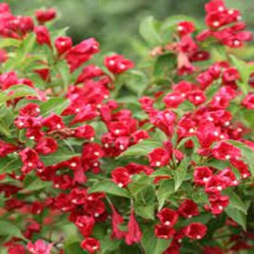 Red Weigela Flower