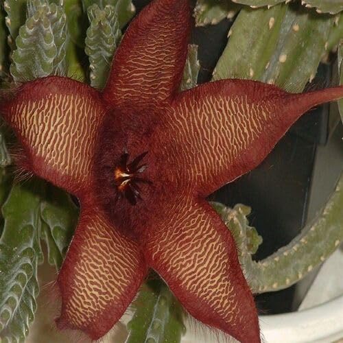 Brown Stapelia - Heirloom, Non - Gmo Seeds
