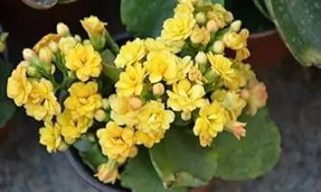 Yellow Kalanchoe Flower Planting Seeds for Garden NON GMO Seeds for planting in home garden
