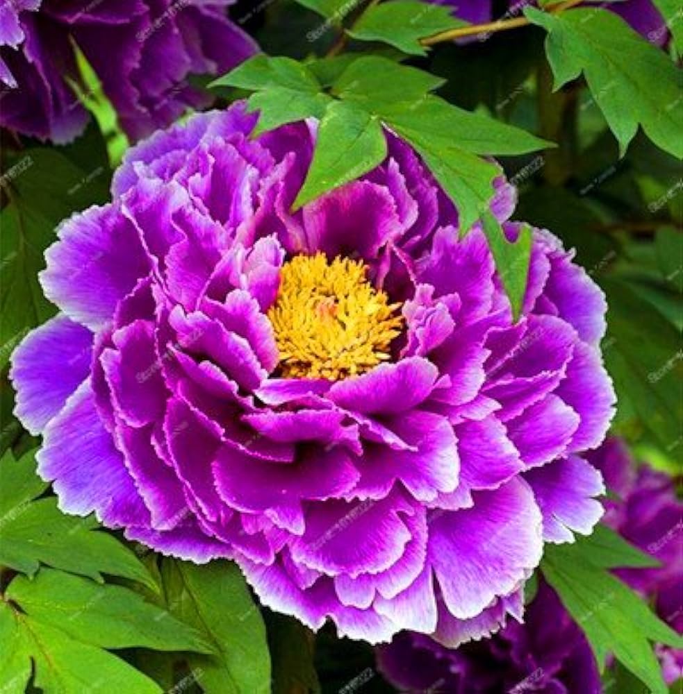 Chinese Peony (Paeonia suffruticosa) Seeds for Planting for Garden and Patio