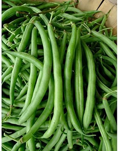 Bean Seeds (Bush) - Burpee Stringless