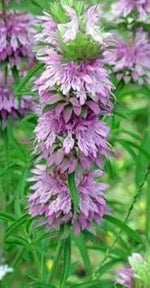 Lavender Lemon Mint Flower Seeds for Planting heirloom & Non-GMO Seeds Dhara Seeds