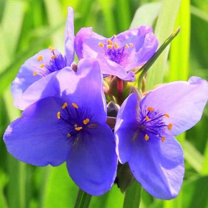 Blue Tradescantia Spiderwort Flower Seeds for Planting – Perennial Garden Blooms