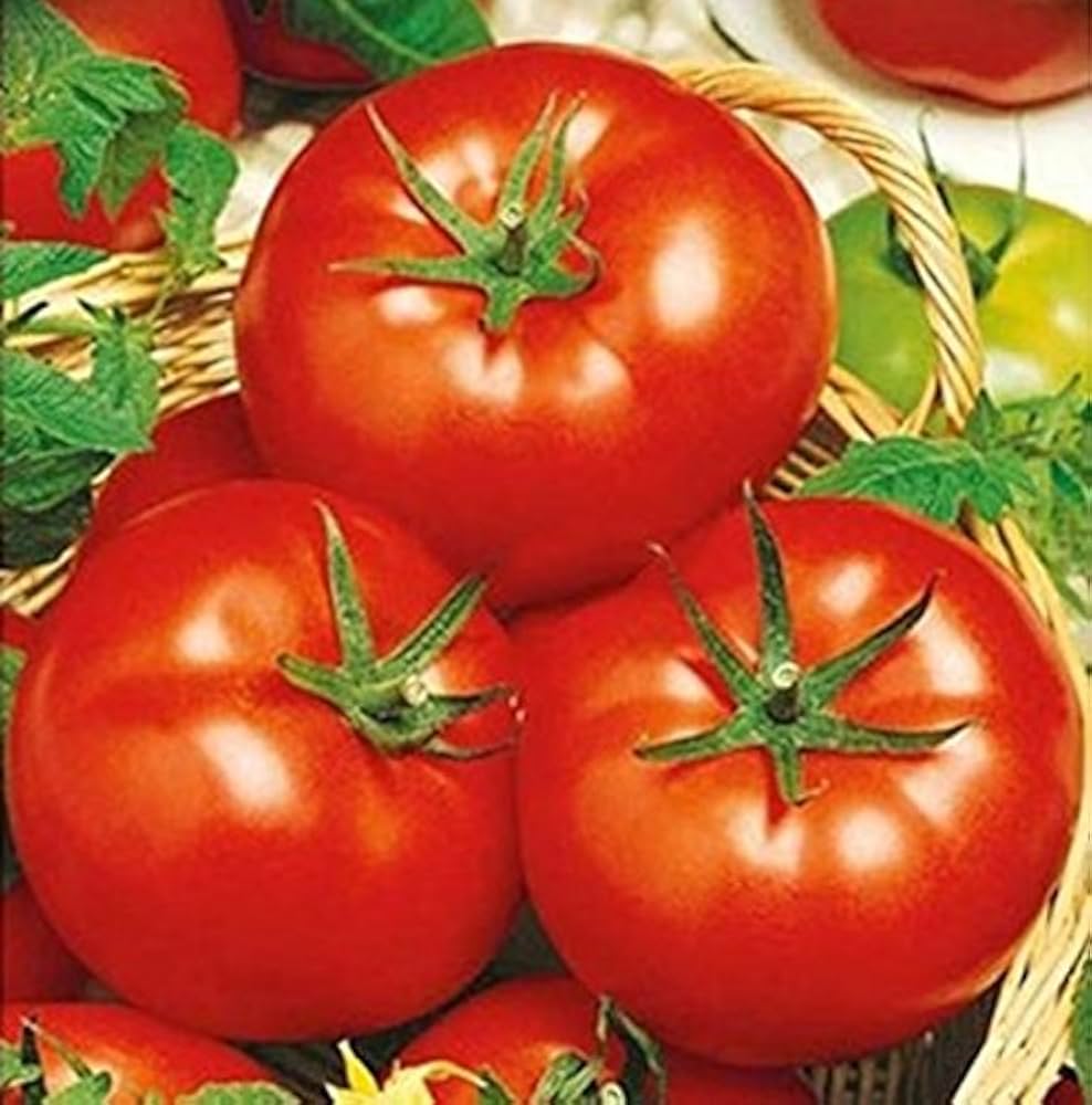 Tomato Pribylnoye Delo Solanum lycopersicum vegetable seeds for planting in kitchen garden or raised beds