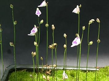 Utricularia Arenaria Plant Seeds for Planting - 100 pcs for planting in your garden.