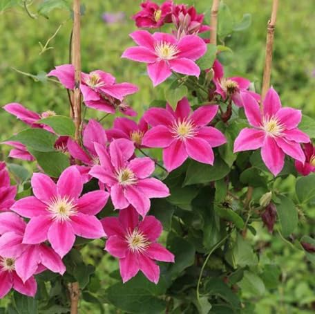 Pink Clematis Flower - Heirloom, Non - Gmo Seeds