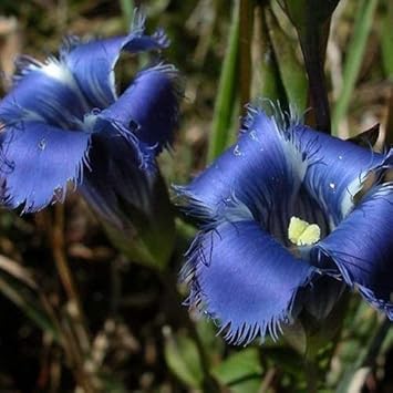 Heirloom Blue Gentian Fringed Flower Seeds for Planting, Non-GMO seeds for planting in home garden