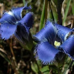 Heirloom Blue Gentian Fringed Flower Seeds for Planting, Non-GMO seeds for planting in home garden