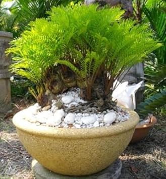 Green Zamia Floridana - Heirloom, Non - Gmo Seeds