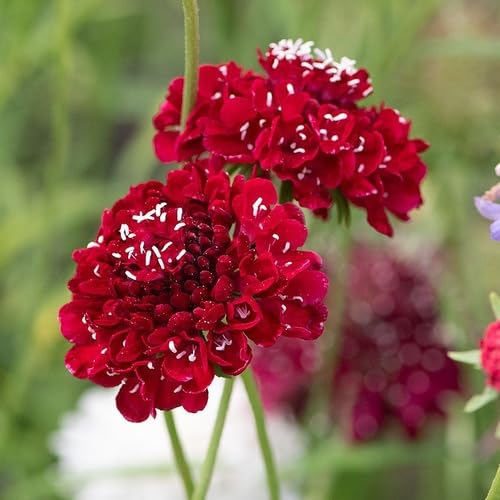 Red Scabious Flower - Heirloom, Non - Gmo Seeds