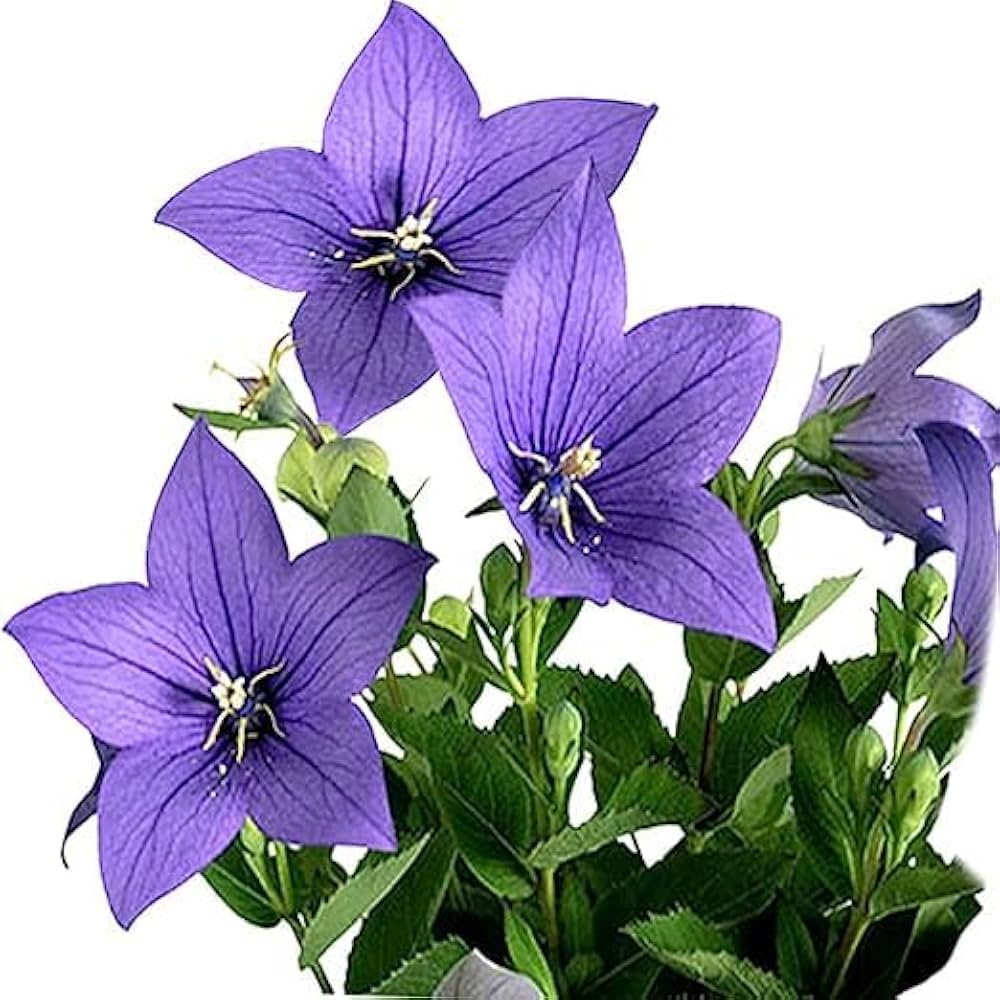 Balloon Flower Platycodon grandiflorus for planting in home garden