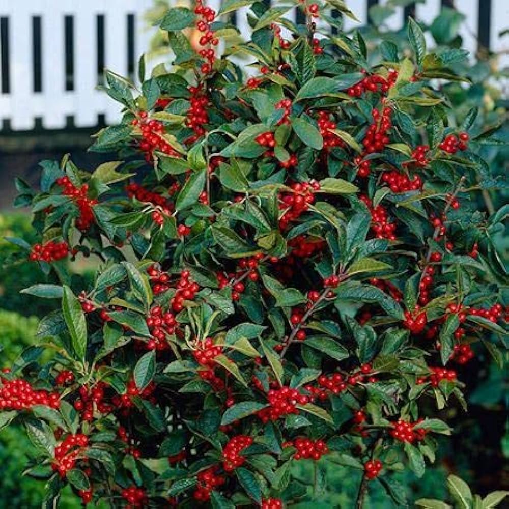 Red Verticillata Fruit Seeds - 8pcs, Rare Garden Plant Variety