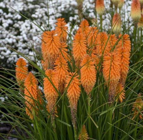 Orange Kniphofia Flower - Heirloom, Non - Gmo Seeds