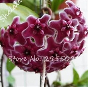 Chestnut Brown Hoya Flower Heirloom Non Gmo Image