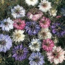 Mixed Nigella Damascena Flower Seeds for Planting – Organic, Heirloom, Non-GMO Love-in-a-Mist for planting in your garden.