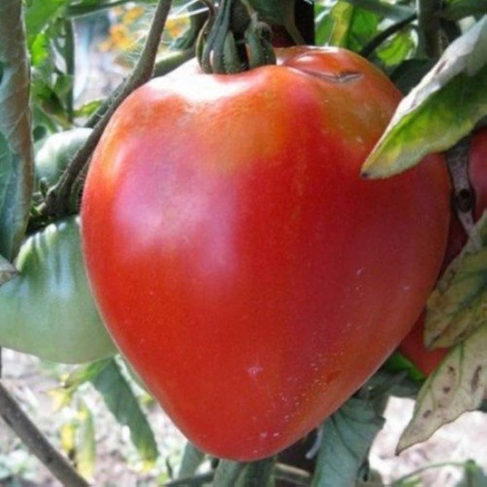 Graines de Tomate Coeur de Boeuf Rose Seeds for Planting vegetable patch