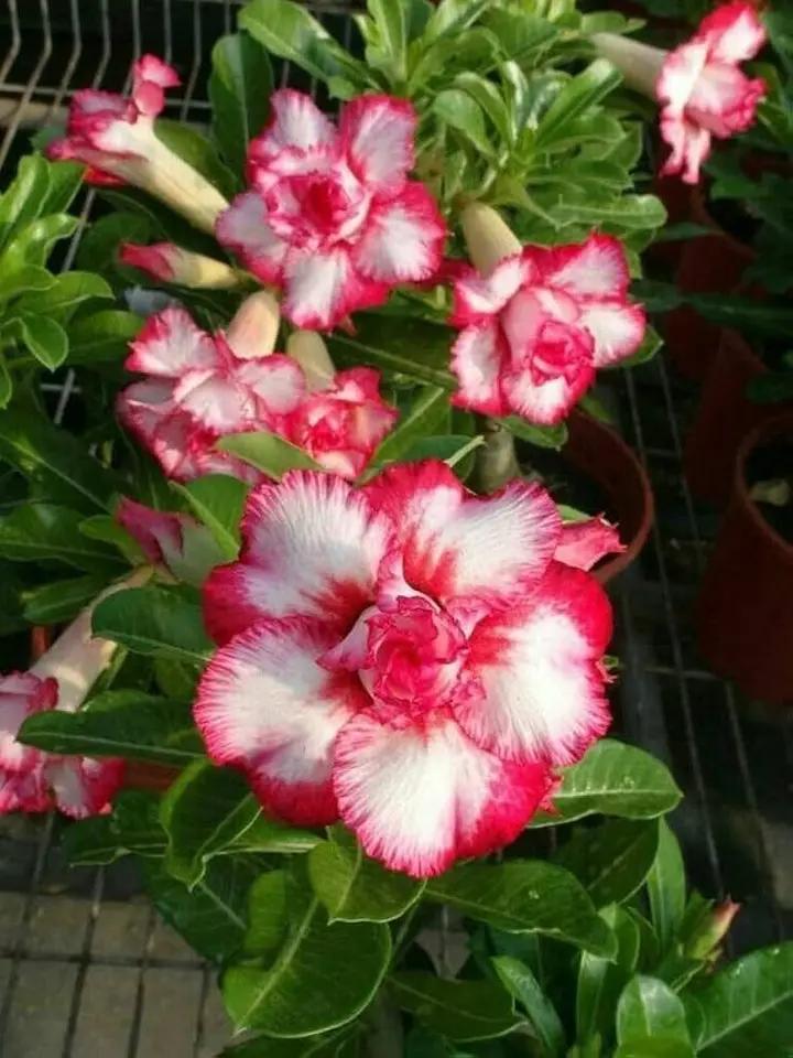 Pink White Adenium Obesum Flower Seeds for Planting - NON GMO Seeds Dhara Seeds