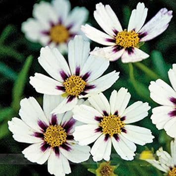 White Coreopsis Flower Heirloom Non Gmo Image