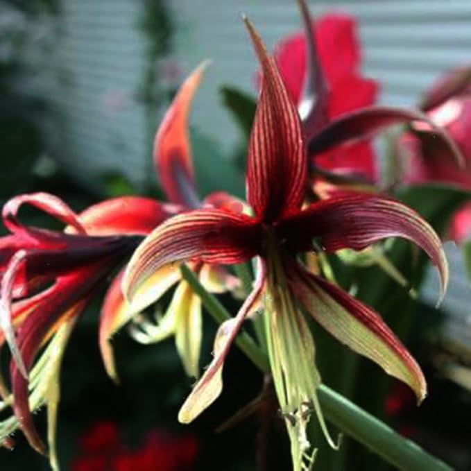 Amaryllis and Barbados Lily Hippeastrum Flower Seeds for Planting in indoor pots or home garden