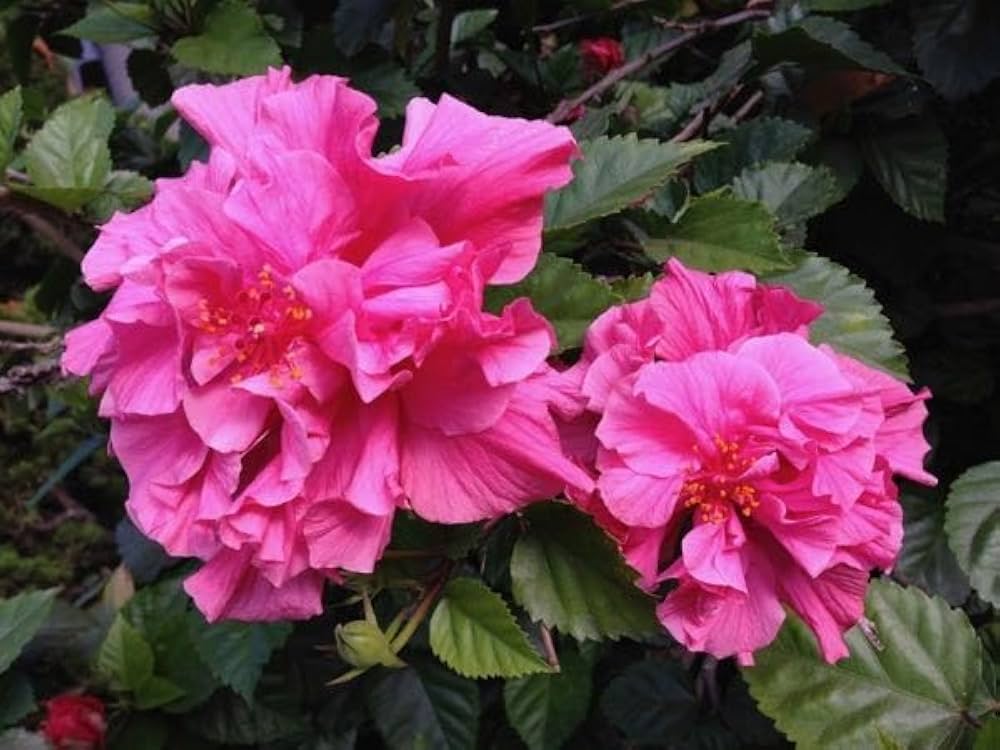 Double Dark Pink Hibiscus Flower Seeds Giant Exotic Blooms for Home Garden Use