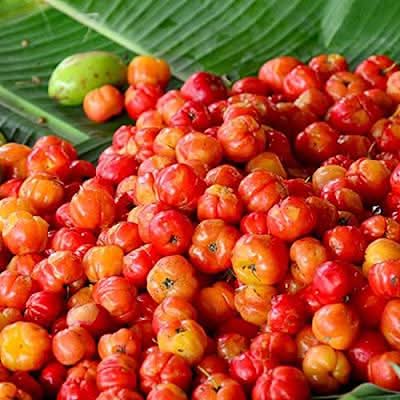 Barbados cherry fruit seeds for home garden