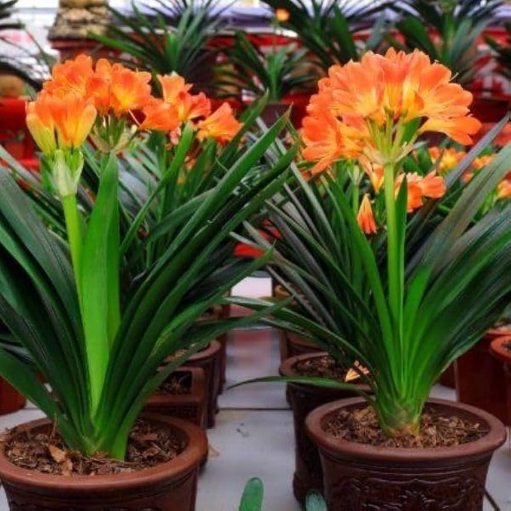 Clivia (Clivia miniata) flower seeds for planting in home garden