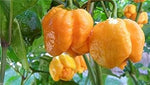 Orange Trinidad Moruga Heirloom Non Gmo Image