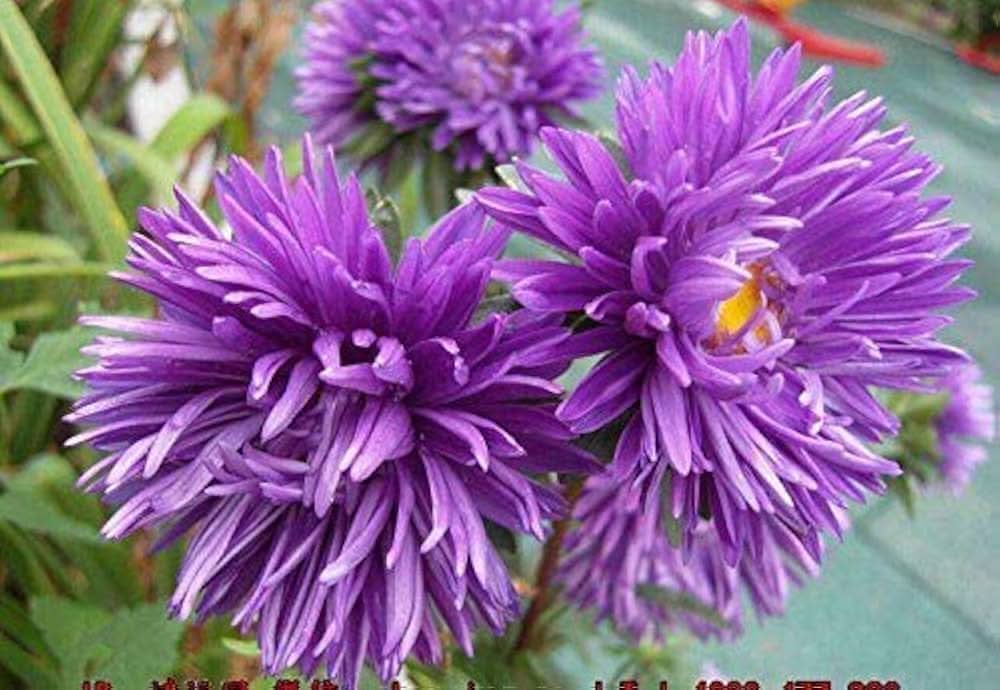 Aster Violet Rainbow Chrysanthemum Perennial  Flowering Seeds For Planting