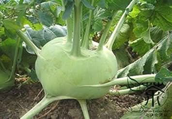 Green Kohlrabi Brassica oleracea seeds for garden planting