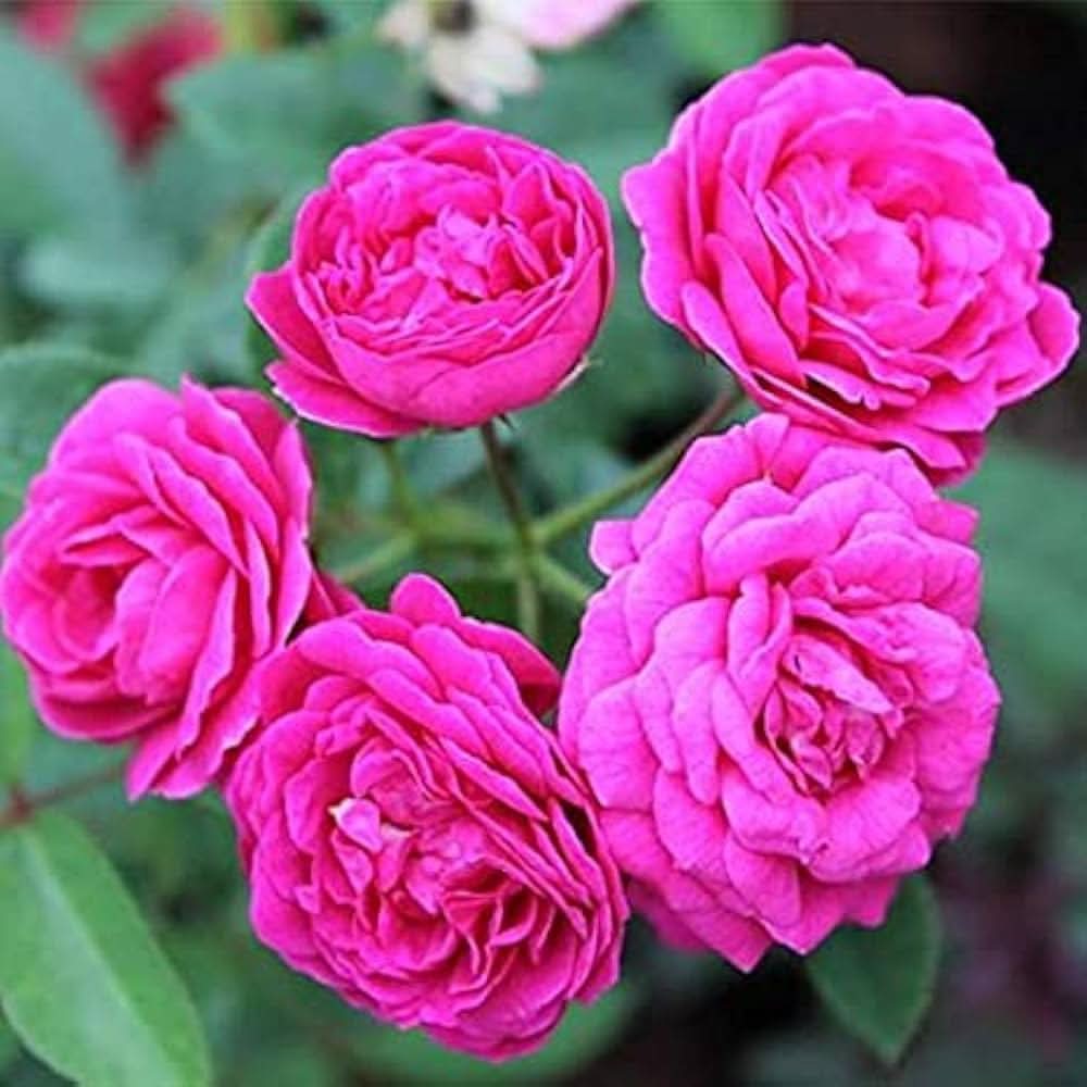 White heart pink roses grown from 2-color seeds with romantic, bicolor petals
