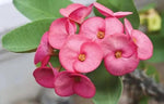 Heirloom Light Pink Euphorbia Milii Flower Seeds for Planting, Non-GMO Dhara Seeds