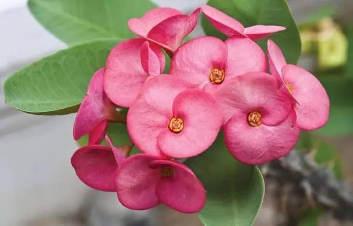Heirloom Light Pink Euphorbia Milii Flower Seeds for Planting, Non-GMO Dhara Seeds