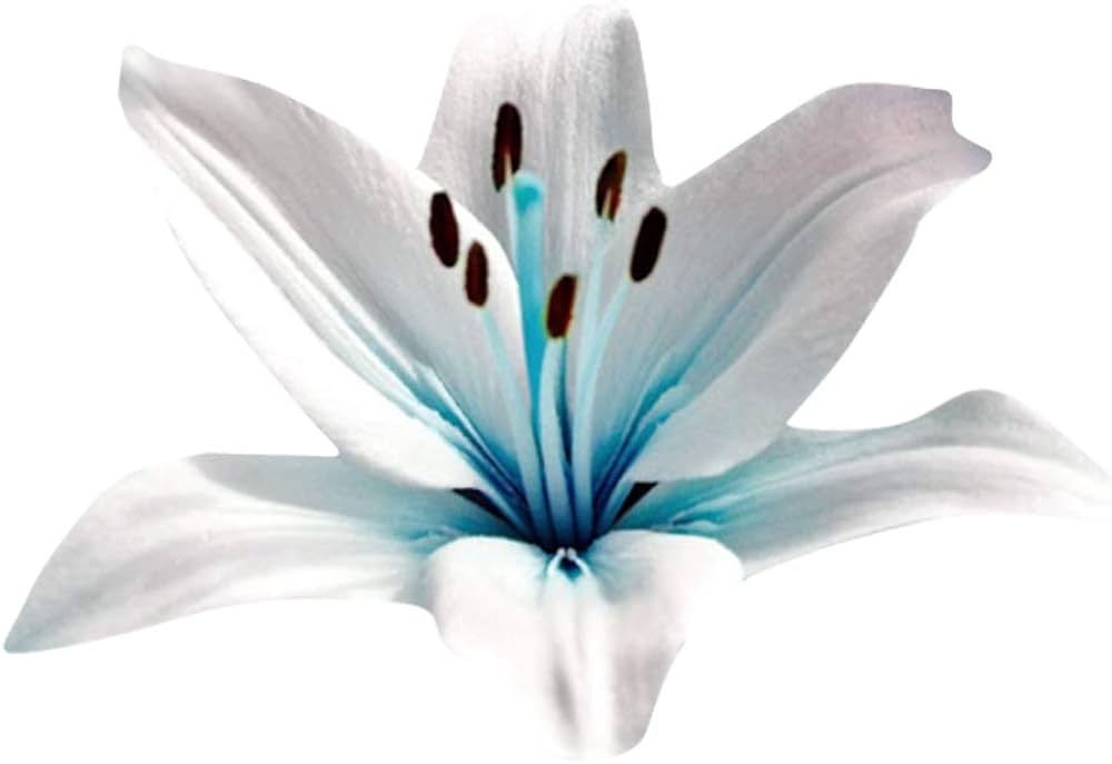 Lily Nymphaea Caerulea Blue Heart Flower Seeds for Planting – Perfect for Water Gardens and Backyard Ponds
