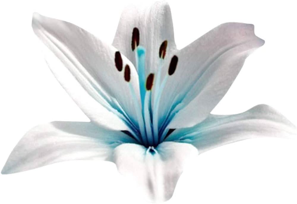 Blue Heart Lily Nymphaea caerulea flower seeds for planting in backyard garden ponds