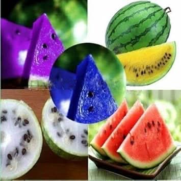 Multi-Colour Watermelon Fruit Seeds for Planting - Growing Fun and ...