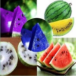Multicolor watermelon Citrullus lanatus seeds for summer fruit garden
