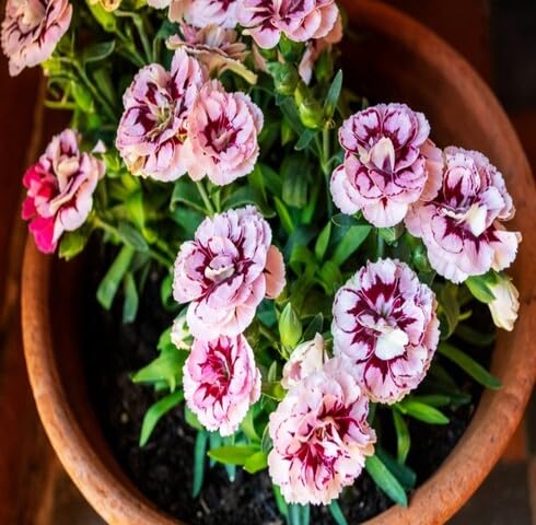 Palepink Carnation Flower