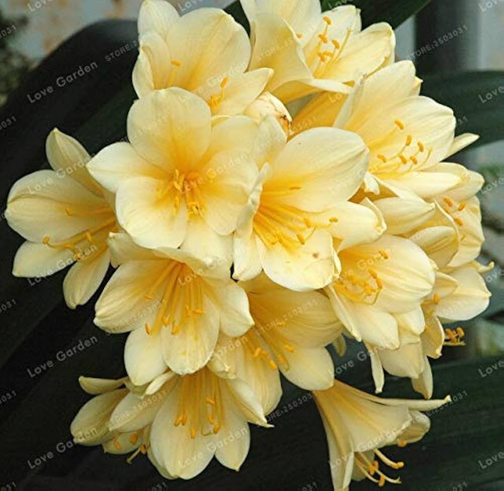 Clivia Seeds, Rare Color Clivia Chinese Flower Seeds