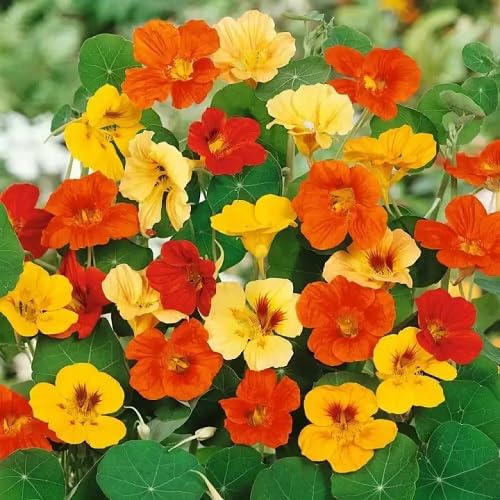 Mixed Nasturtium Flower - Heirloom, Non - Gmo Seeds