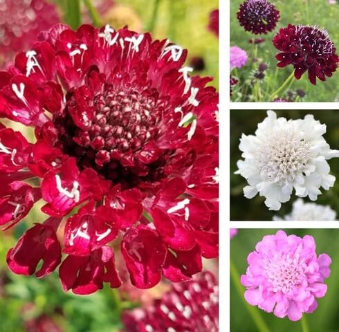 Mixed Scabiosa Flower - Heirloom, Non - Gmo Seeds