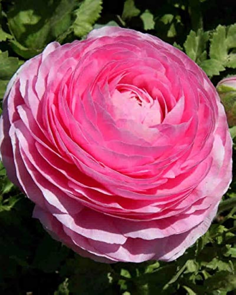 Buttercup Ranunculus Asiaticus Persian Flower Seeds for Planting – Ideal for Cut Flower Gardens and Ornamental Displays